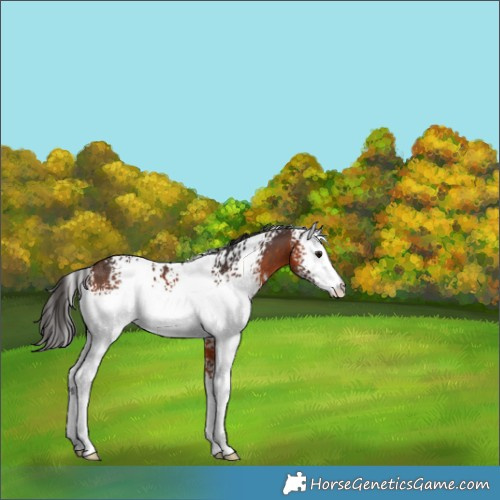 Horse Color:White Spotted Brown 