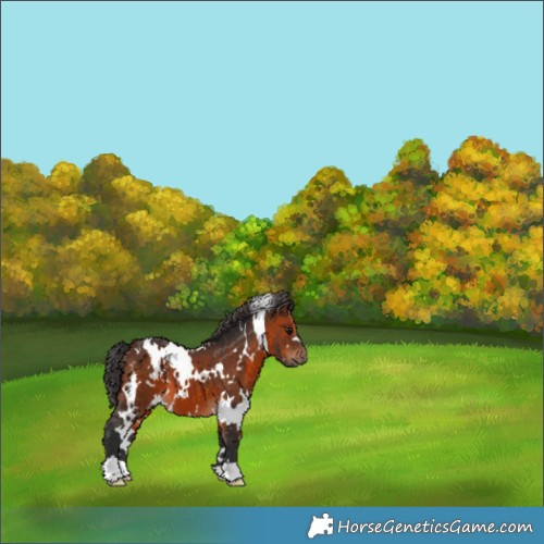 Horse Color:White Spotted Brown 