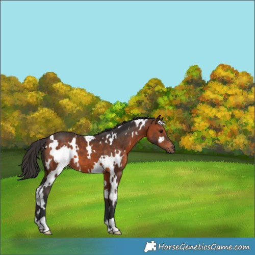 Horse Color:White Spotted Brown 