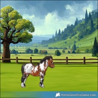 Horse Color:White Spotted Brown Appaloosa 