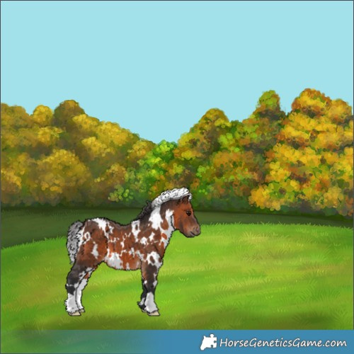 Horse Color:White Spotted Brown 