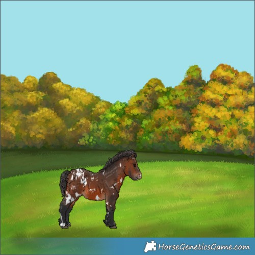 Horse Color:White Spotted Brown Blanket 