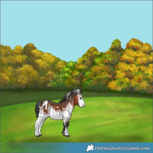 Horse Color:White Spotted Brown 