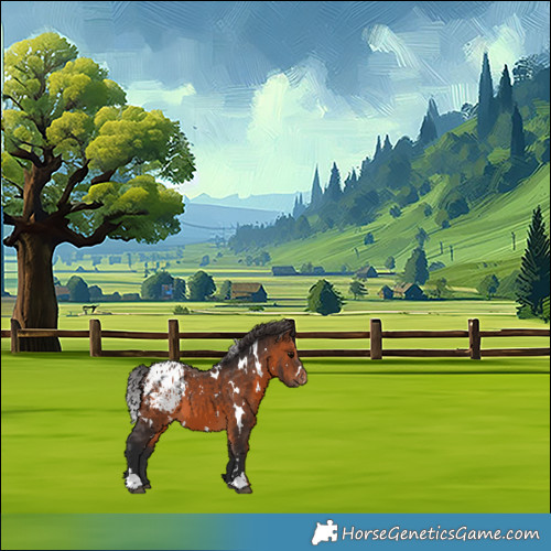 Horse Color:White Spotted Brown Blanket