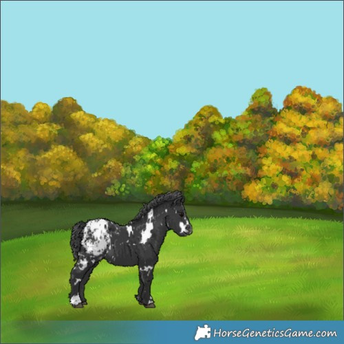 Horse Color:White Spotted Black Blanket 