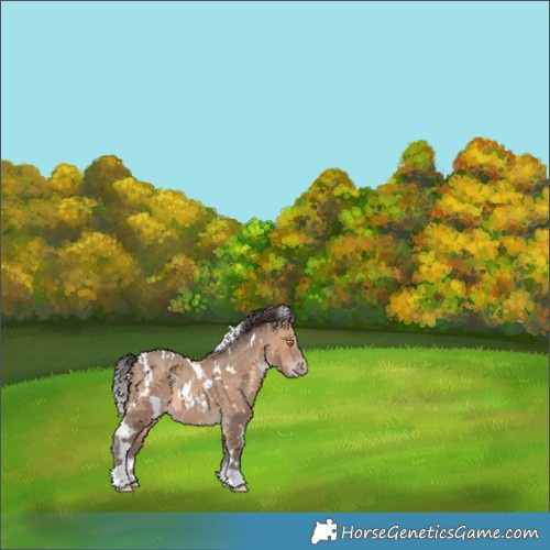 Horse Color:White Spotted Sable Champagne 