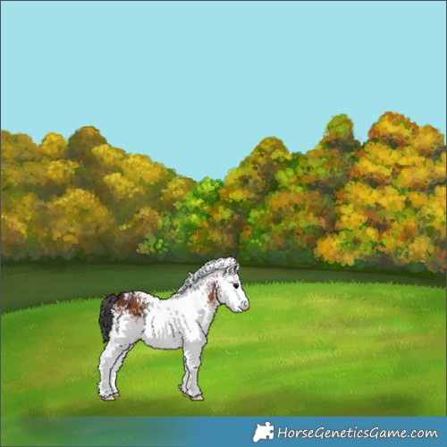Horse Color:White Spotted Brown 