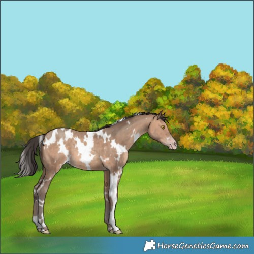 Horse Color:White Spotted Sable Champagne 