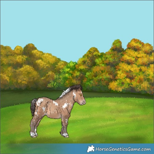 Horse Color:White Spotted Sable Champagne 