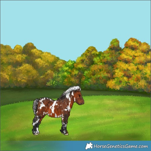 Horse Color:White Spotted Brown 