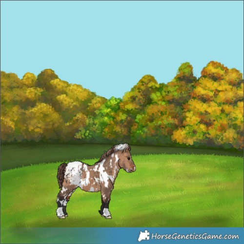 Horse Color:White Spotted Bay Dun Appaloosa 