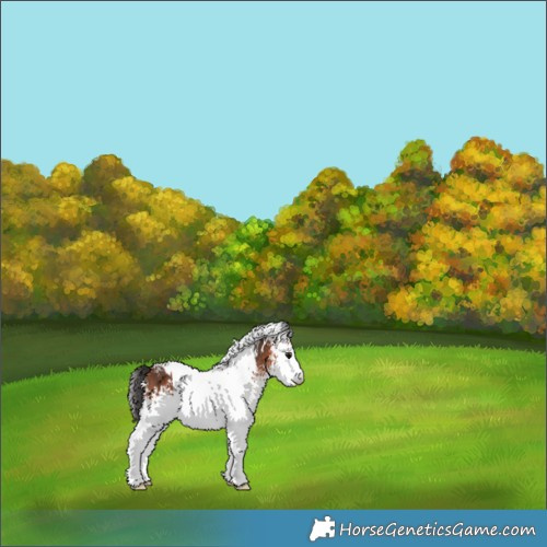 Horse Color:White Spotted Bay 