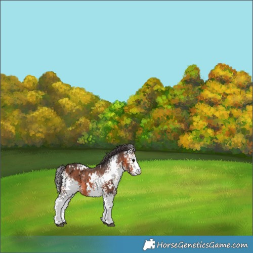 Horse Color:White Spotted Bay 