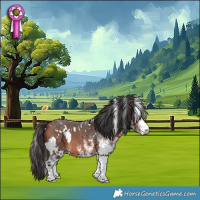 Horse Color:White Spotted Bay