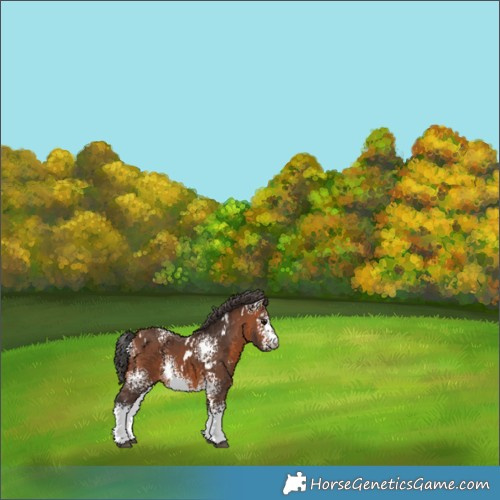 Horse Color:White Spotted Bay 