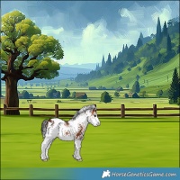 Horse Color:White Spotted Bay 