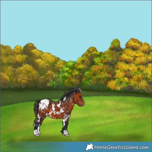 Horse Color:White Spotted Bay Appaloosa 