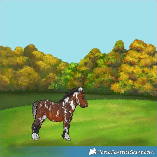 Horse Color:White Spotted Bay 