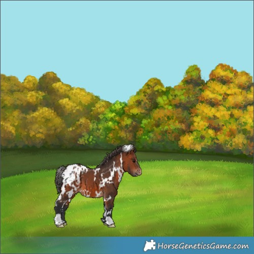 Horse Color:White Spotted Bay Appaloosa 