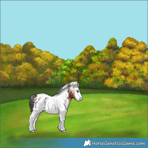 Horse Color:White Spotted Bay 