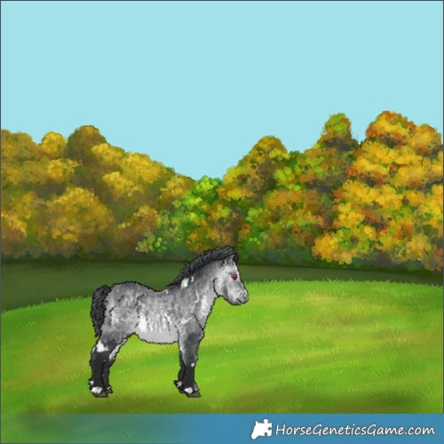 Horse Color:White Spotted Bay Chinchilla 