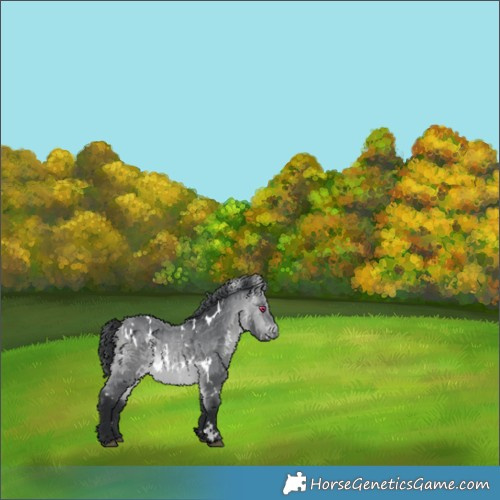 Horse Color:White Spotted Bay Chinchilla 