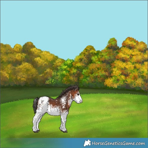 Horse Color:White Spotted Bay Appaloosa 