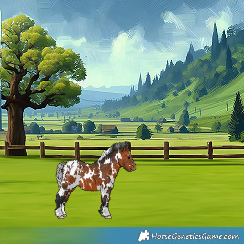 Horse Color:White Spotted Bay Appaloosa 