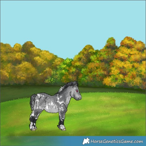 Horse Color:White Spotted Bay Chinchilla 