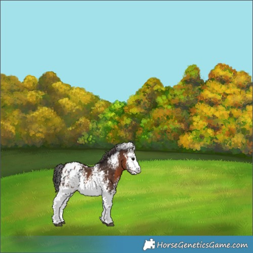Horse Color:White Spotted Brown Appaloosa 