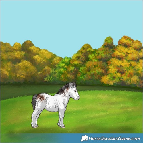 Horse Color:White Spotted Bay 