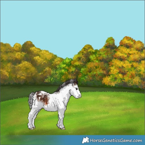 Horse Color:White Spotted Brown 