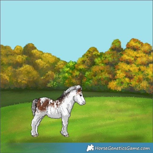 Horse Color:White Spotted Bay 