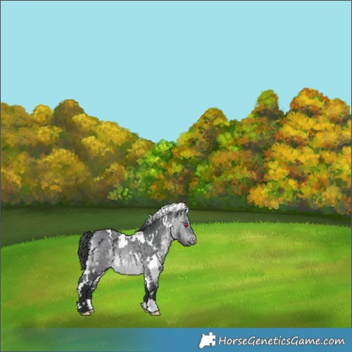 Horse Color:White Spotted Bay Chinchilla 