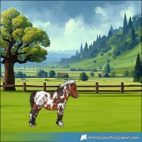 Horse Color:White Spotted Bay Appaloosa 