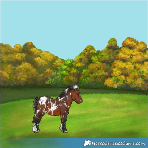 Horse Color:White Spotted Bay Appaloosa 
