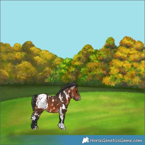 Horse Color:White Spotted Bay Appaloosa 