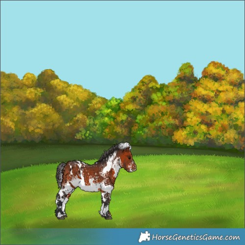 Horse Color:White Spotted Bay 