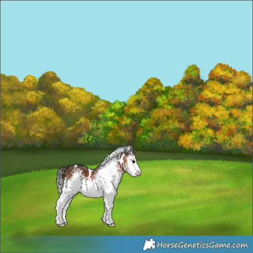 Horse Color:White Spotted Bay 