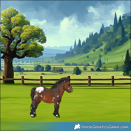 Horse Color:White Spotted Brown Appaloosa 