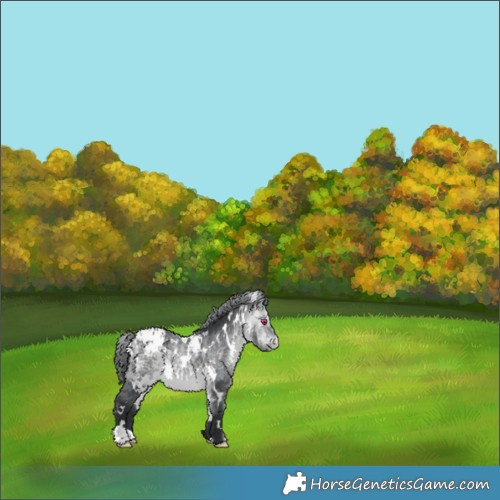 Horse Color:White Spotted Bay Chinchilla Appaloosa 