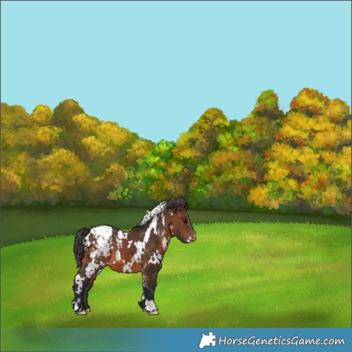 Horse Color:White Spotted Brown Appaloosa 