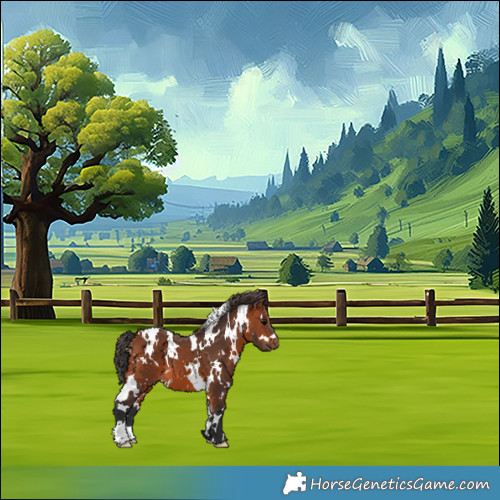 Horse Color:White Spotted Bay 