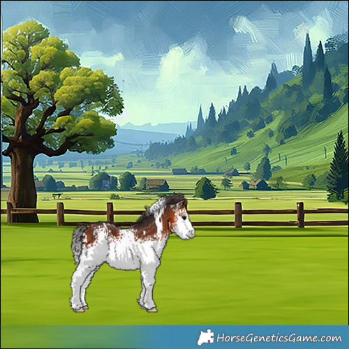 Horse Color:White Spotted Bay