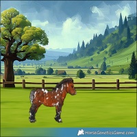 Horse Color:White Spotted Bay 