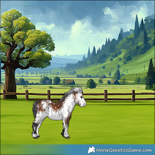 Horse Color:White Spotted Bay 