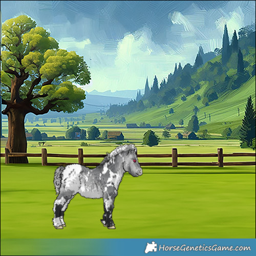 Horse Color:White Spotted Bay Chinchilla Appaloosa 