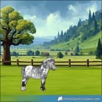 Horse Color:White Spotted Bay Chinchilla Appaloosa 