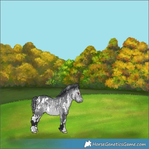 Horse Color:White Spotted Bay Chinchilla 