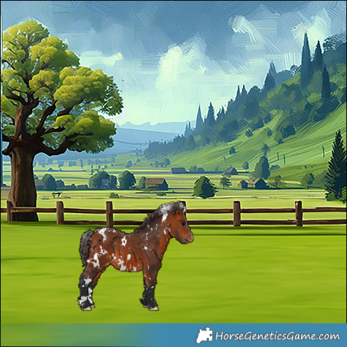 Horse Color:White Spotted Bay Appaloosa 